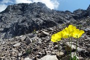 55 Rientrando sul sent. 244 riammiriamo il Papaver rhaeticum (Papavero dorato) sui ghiaioni del Mandrone